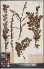 Foto von Salix aurita L.